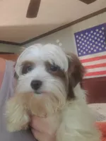 Tcup Simba, a male Yorkshire Terrier for sale in Chicopee, MA – 1 of 4