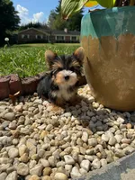 Tcup Harley , a male Yorkshire Terrier for sale in Myrtle Beach, SC – 5 of 5