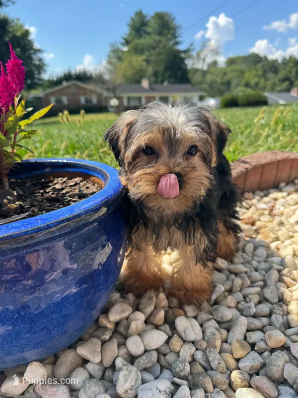 Lil Bentley  – Yorkshire Terrier puppy for sale in Chicopee, MA