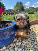 Lil Bentley , a male Yorkshire Terrier for sale in Chicopee, MA – 1 of 5