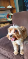 Tanner , a male Yorkshire Terrier for sale in Chicopee, MA – 1 of 10