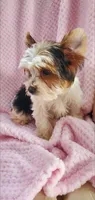 Baby Daisy, a female Yorkshire Terrier for sale in Bluefield, VA – 2 of 5