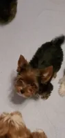 Tcup Valentina, a female Yorkshire Terrier for sale in Bluefield, VA – 4 of 5