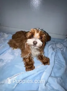 Brownie Boy – Yorkshire Terrier puppy for sale in Bluefield, VA