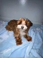 Lil Red Sox , a male Yorkshire Terrier for sale in Myrtle Beach, SC – 1 of 6