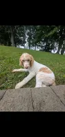 Buddy, a male Poodle - Standard  for sale in Myrtle Beach, SC – 7 of 9