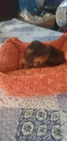Hershey kiss, a male Yorkshire Terrier for sale in Chicopee, MA – 6 of 8