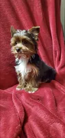 Lil Prince of York, a male Yorkshire Terrier for sale in Calabash, NC – 4 of 4