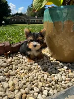 Tcup Harley , a male Yorkshire Terrier for sale in Myrtle Beach, SC – 4 of 5