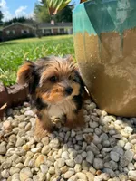 Benji, a male Yorkshire Terrier for sale in Chicopee, MA – 1 of 10