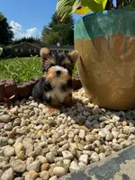 Tcup Harley , a male Yorkshire Terrier for sale in Myrtle Beach, SC – 3 of 5