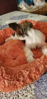 Patches, a male Yorkshire Terrier for sale in Chicopee, MA – 7 of 8