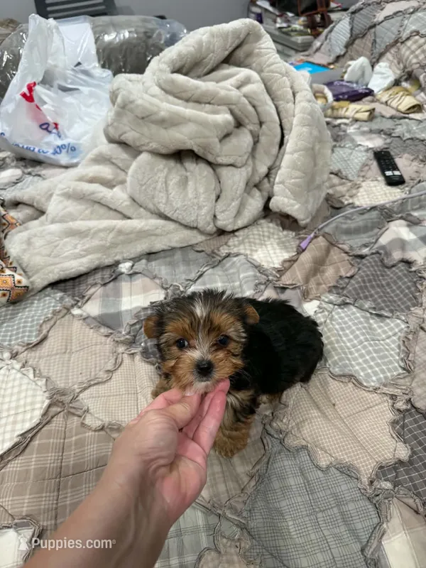Tcup Bentley  – Yorkshire Terrier puppy for sale in Chicopee, MA