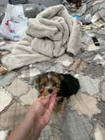 Tcup Bentley , a male Yorkshire Terrier for sale in Chicopee, MA – 1 of 2