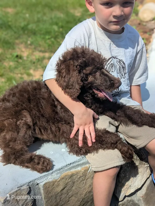 Coco Chanel  – Poodle - Standard  puppy for sale in Bluefield, VA