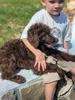 Coco Chanel , a female Poodle - Standard  for sale in Myrtle Beach, SC – 1 of 9