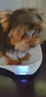 Chocolate Brownie Boy, a male Yorkshire Terrier for sale in Chicopee, MA – 6 of 7