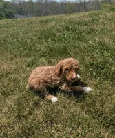 Baby Rose , a female Poodle - Multi-Colored Standard and Poodle - Standard  for sale in Bluefield, VA – 3 of 4