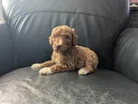Baby Rose , a female Poodle - Multi-Colored Standard and Poodle - Standard  for sale in Bluefield, VA – 4 of 4
