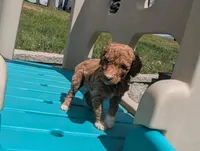 Baby Rose , a female Poodle - Multi-Colored Standard and Poodle - Standard  for sale in Bluefield, VA – 2 of 4