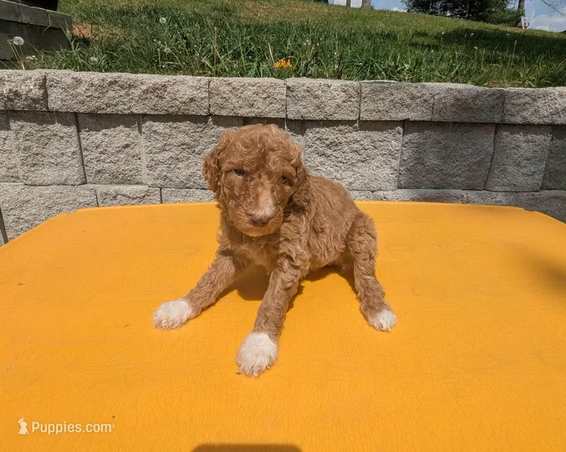Baby Rose  – Poodle - Multi-Colored Standard, Poodle - Standard  puppy for sale in Bluefield, VA