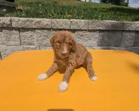 Baby Rose , a female Poodle - Multi-Colored Standard and Poodle - Standard  for sale in Bluefield, VA – 1 of 4