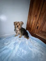 Lil Pauley, a male Yorkshire Terrier for sale in Calabash, NC – 7 of 8