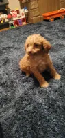 Curly Sue, a female Poodle - Toy  for sale in Bluefield, VA – 8 of 10