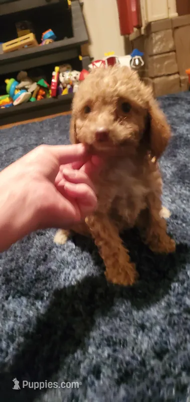 Curly Sue – Poodle - Toy  puppy for sale in Bluefield, VA