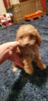 Curly Sue, a female Poodle - Toy  for sale in Bluefield, VA – 2 of 10