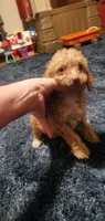 Curly Sue, a female Poodle - Toy  for sale in Bluefield, VA – 6 of 10