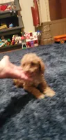 Curly Sue, a female Poodle - Toy  for sale in Bluefield, VA – 10 of 10