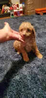 Curly Sue, a female Poodle - Toy  for sale in Bluefield, VA – 7 of 10