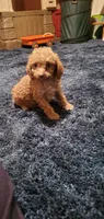 Curly Sue, a female Poodle - Toy  for sale in Bluefield, VA – 5 of 10