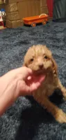 Curly Sue, a female Poodle - Toy  for sale in Bluefield, VA – 4 of 10