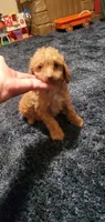 Curly Sue, a female Poodle - Toy  for sale in Bluefield, VA – 9 of 10
