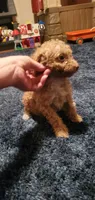 Curly Sue, a female Poodle - Toy  for sale in Bluefield, VA – 3 of 10