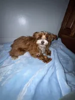 Lil Red Sox , a male Yorkshire Terrier for sale in Myrtle Beach, SC – 4 of 6