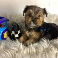 Lil Pauley, a male Yorkshire Terrier for sale in Jefferson, GA – 1 of 1