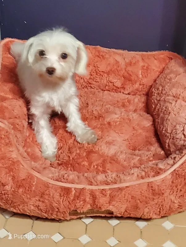 Moria – Maltese puppy for sale in Bluefield, VA