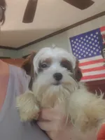 Tcup Simba, a male Yorkshire Terrier for sale in Chicopee, MA – 2 of 4