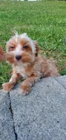 Brownie Boy, a male Yorkshire Terrier for sale in Myrtle Beach, SC – 2 of 6