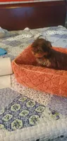 Hershey kiss, a male Yorkshire Terrier for sale in Chicopee, MA – 7 of 8