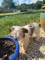 Tcup Simba, a male Yorkshire Terrier for sale in Myrtle Beach, SC – 2 of 10