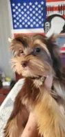 Chocolate Brownie Boy, a male Yorkshire Terrier for sale in Chicopee, MA – 1 of 7