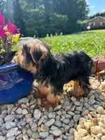Lil Bentley , a male Yorkshire Terrier for sale in Chicopee, MA – 2 of 5
