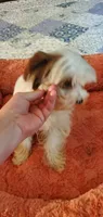 Tcup Simba, a male Yorkshire Terrier for sale in Chicopee, MA – 4 of 4