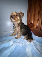Lil Pauley, a male Yorkshire Terrier for sale in Calabash, NC – 3 of 8