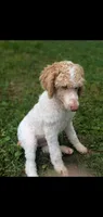 Buddy, a male Poodle - Standard  for sale in Myrtle Beach, SC – 2 of 9