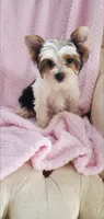 Baby Daisy, a female Yorkshire Terrier for sale in Bluefield, VA – 3 of 5